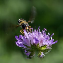 Hover fly (Leucozona glaucia)