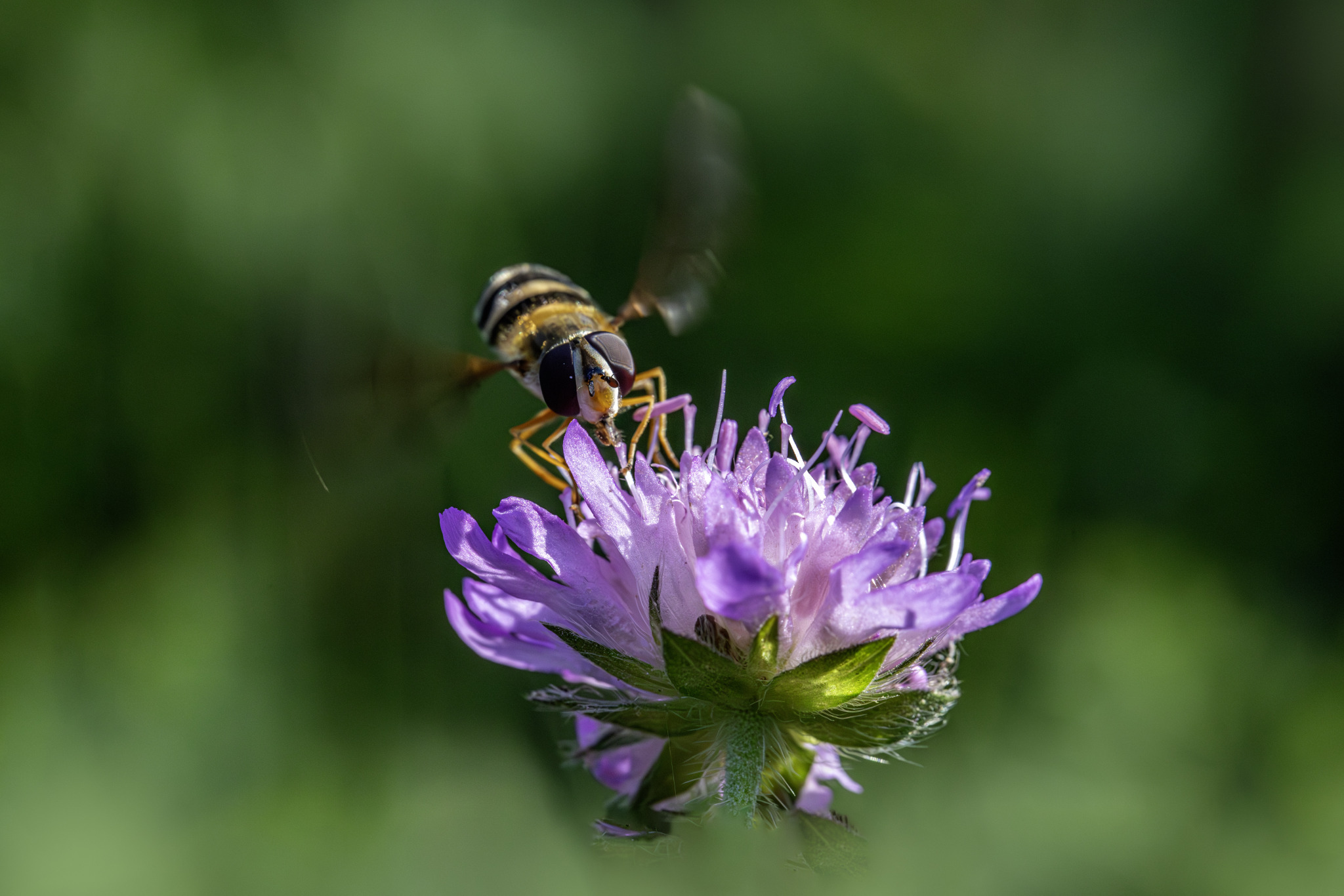 Hover fly (Leucozona glaucia)