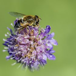 Tapered drone fly (Eristalis pertinax)