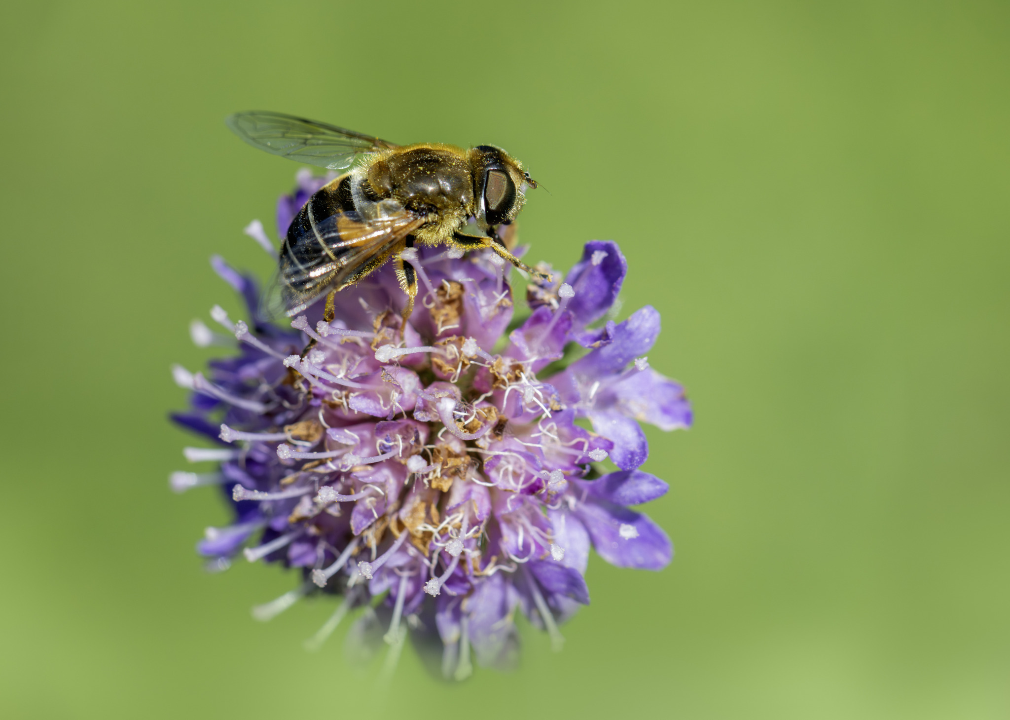 Tapered drone fly (Eristalis pertinax)