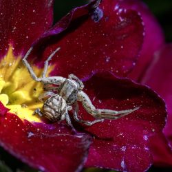 Common crab spider (Xysticus cristatus)