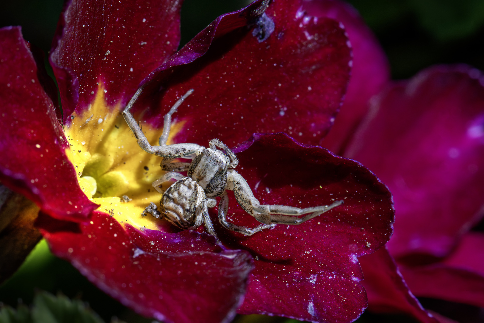 Common crab spider (Xysticus cristatus)