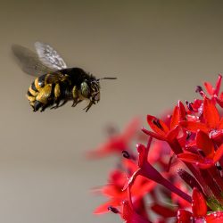 Hairy-footed flower bee (Anthophora plumpies)