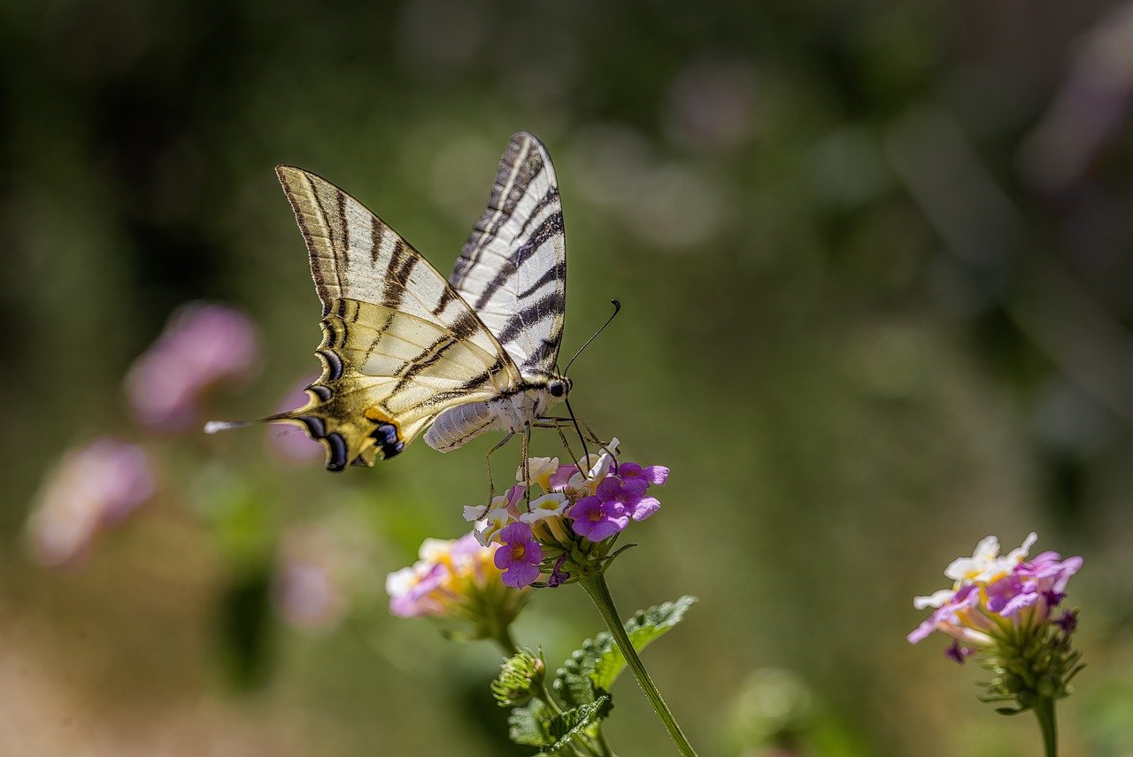 Scarce Swallowtail (Iphiclides podalirius)