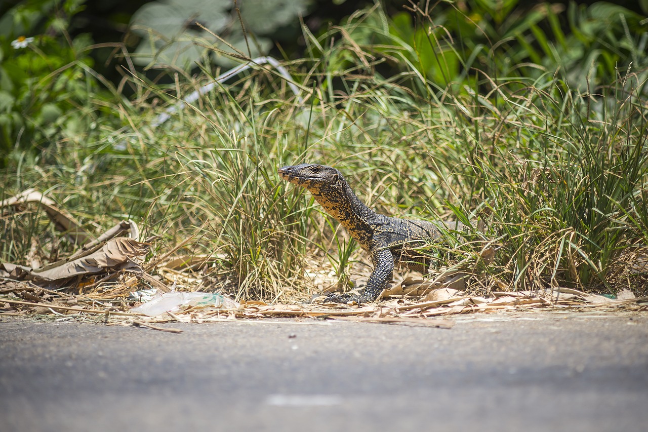 Asian Water Monitor (Varanus salvator)