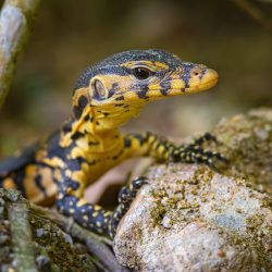 Asian Water Monitor (Varanus salvator)