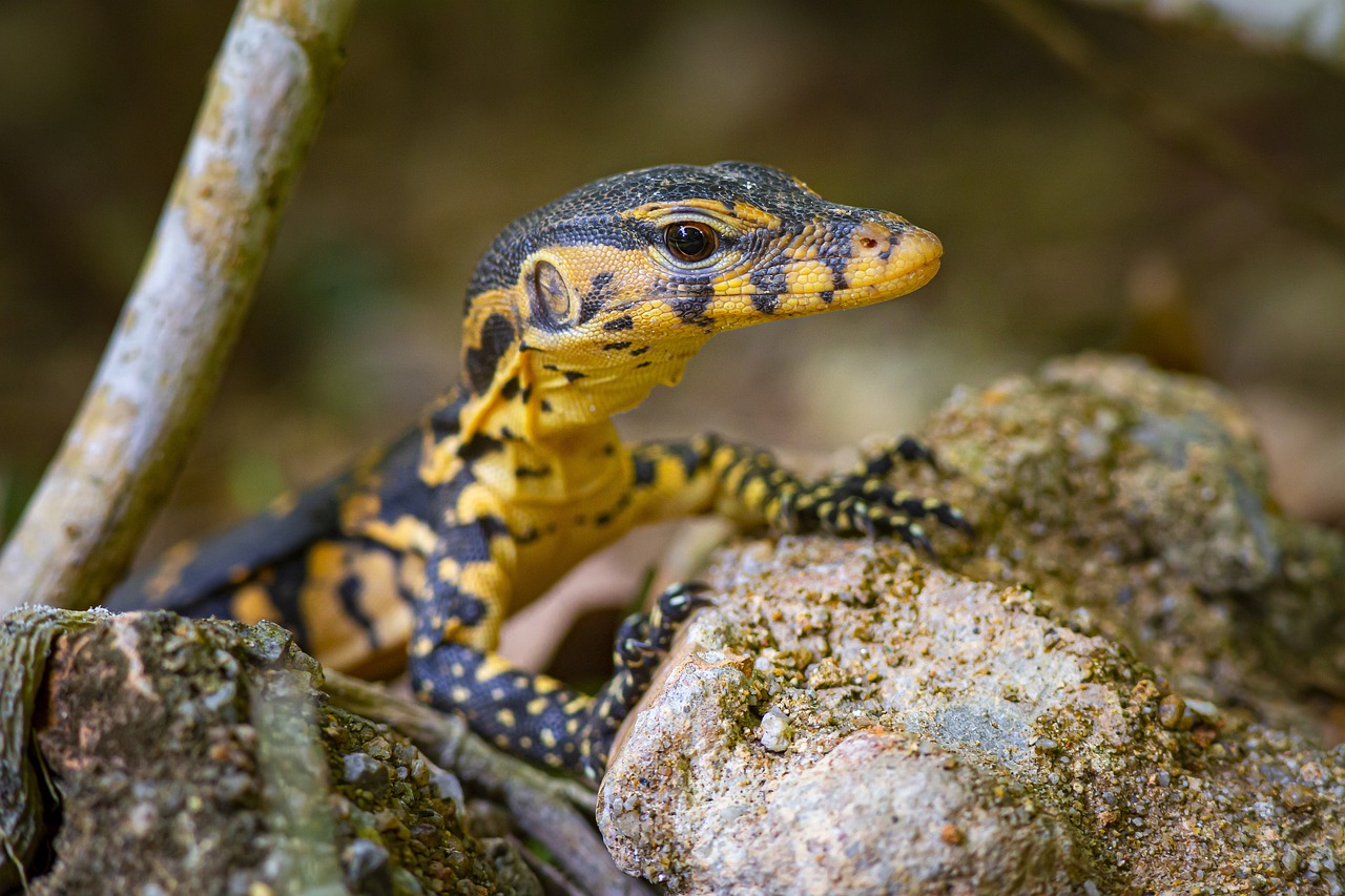 Asian Water Monitor (Varanus salvator)