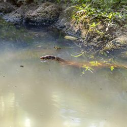 Asian Water Monitor (Varanus salvator)