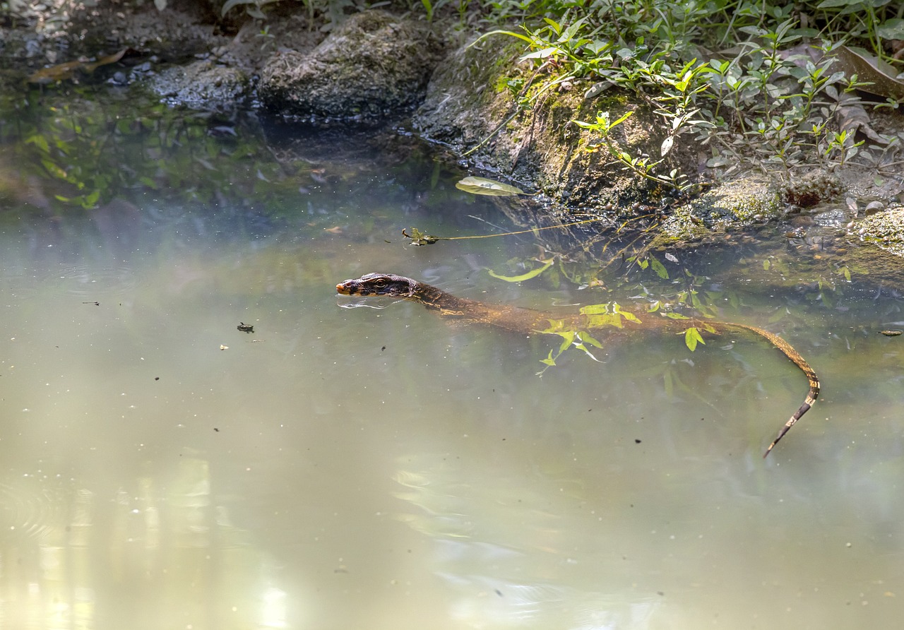 Asian Water Monitor (Varanus salvator)