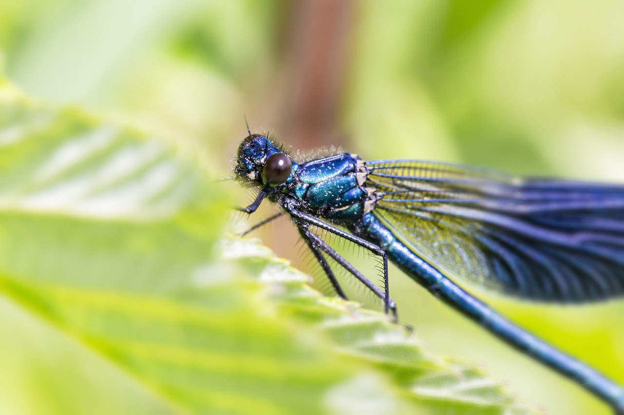 Beautiful Demoiselle (Calopteryx virgo)