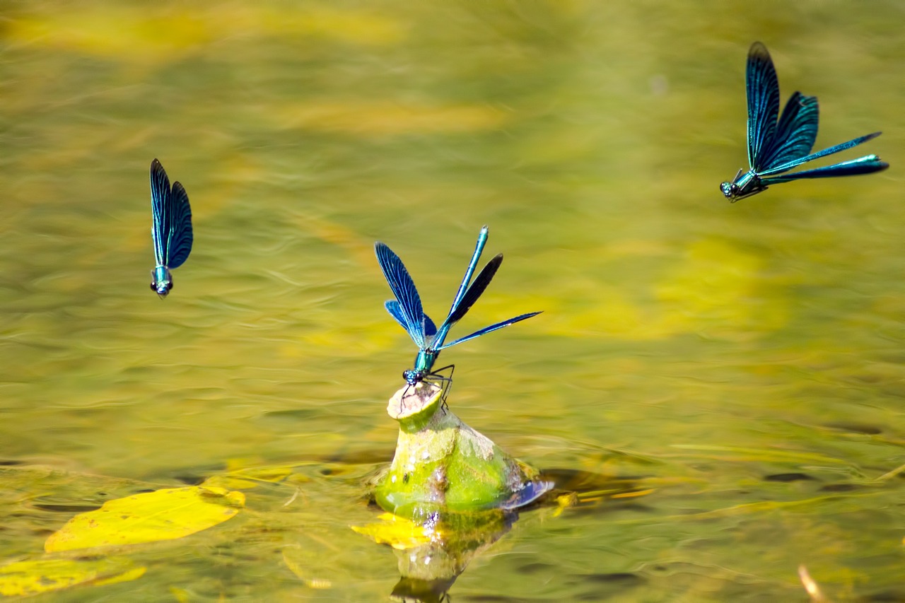 Beautiful Demoiselle (Calopteryx virgo)