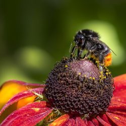 Hill cuckoo-bee (Bombus rupestris)