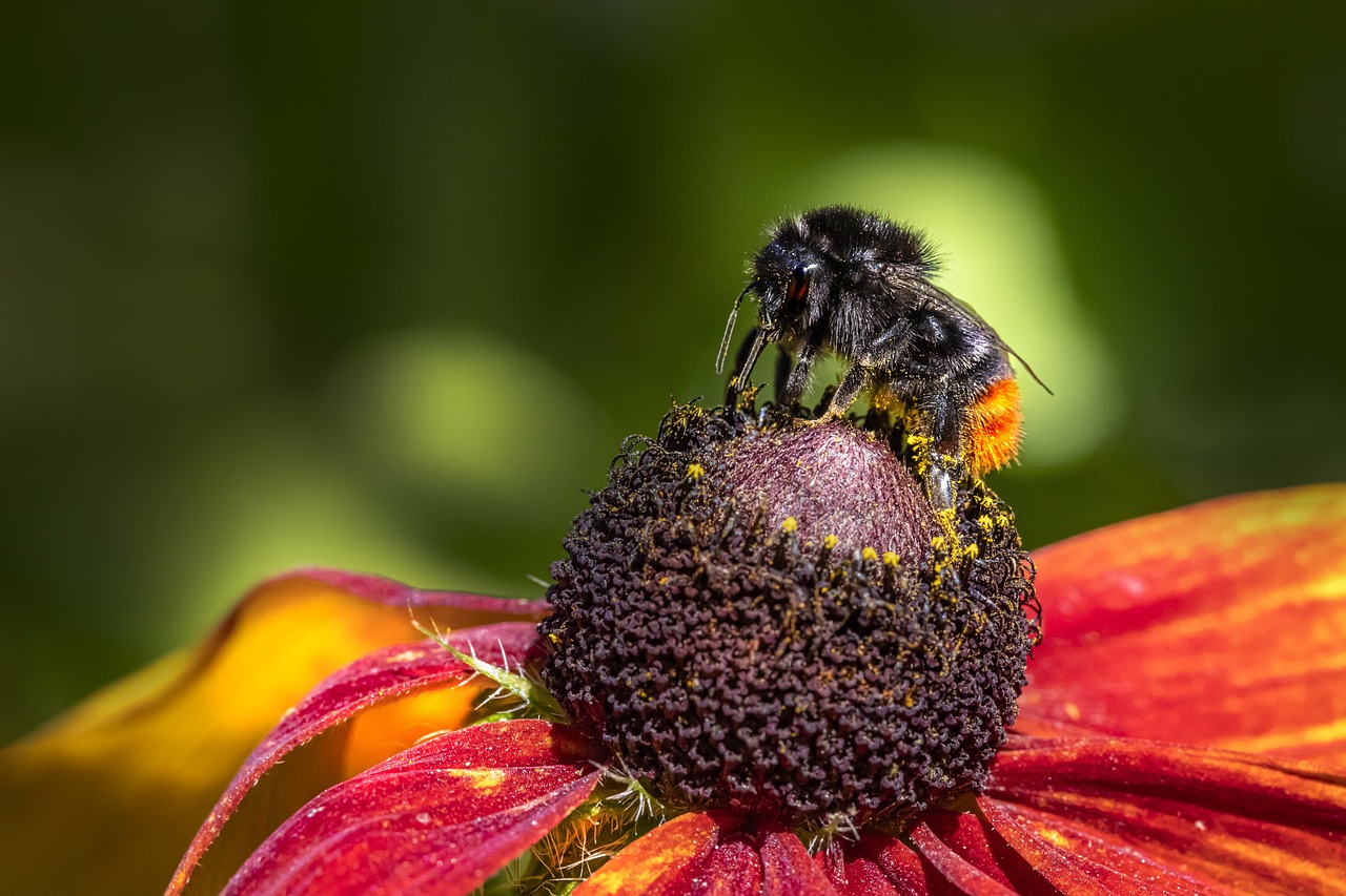 Hill cuckoo-bee (Bombus rupestris)