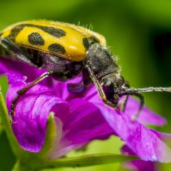 Question Mark Beetle (Brachyta interrogationis)