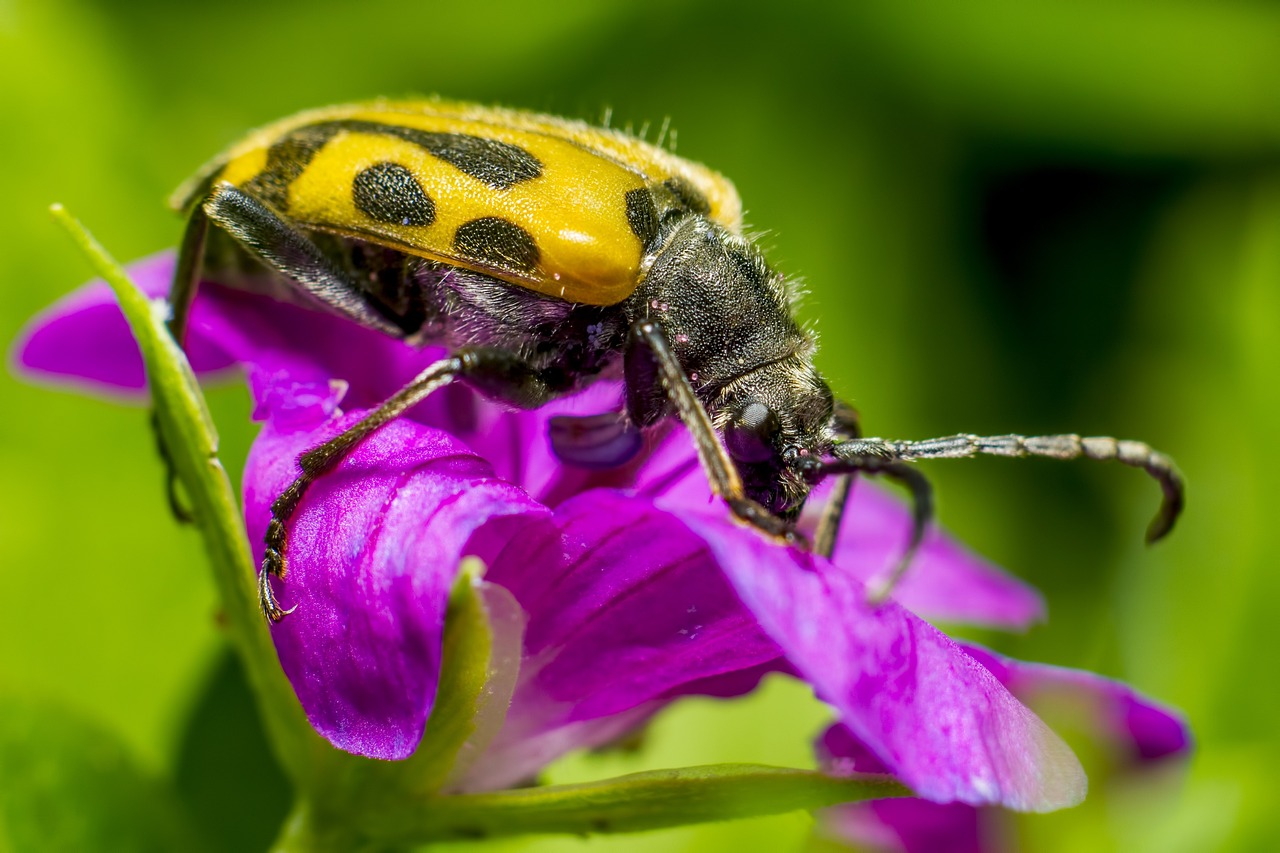 Question Mark Beetle (Brachyta interrogationis)