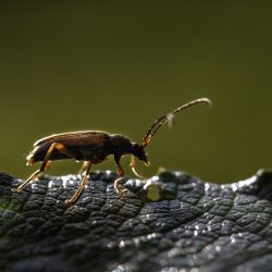 Bordered Click Beetle (Denticollis linearis)