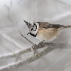 European crested tit (Lophophanes cristatus)