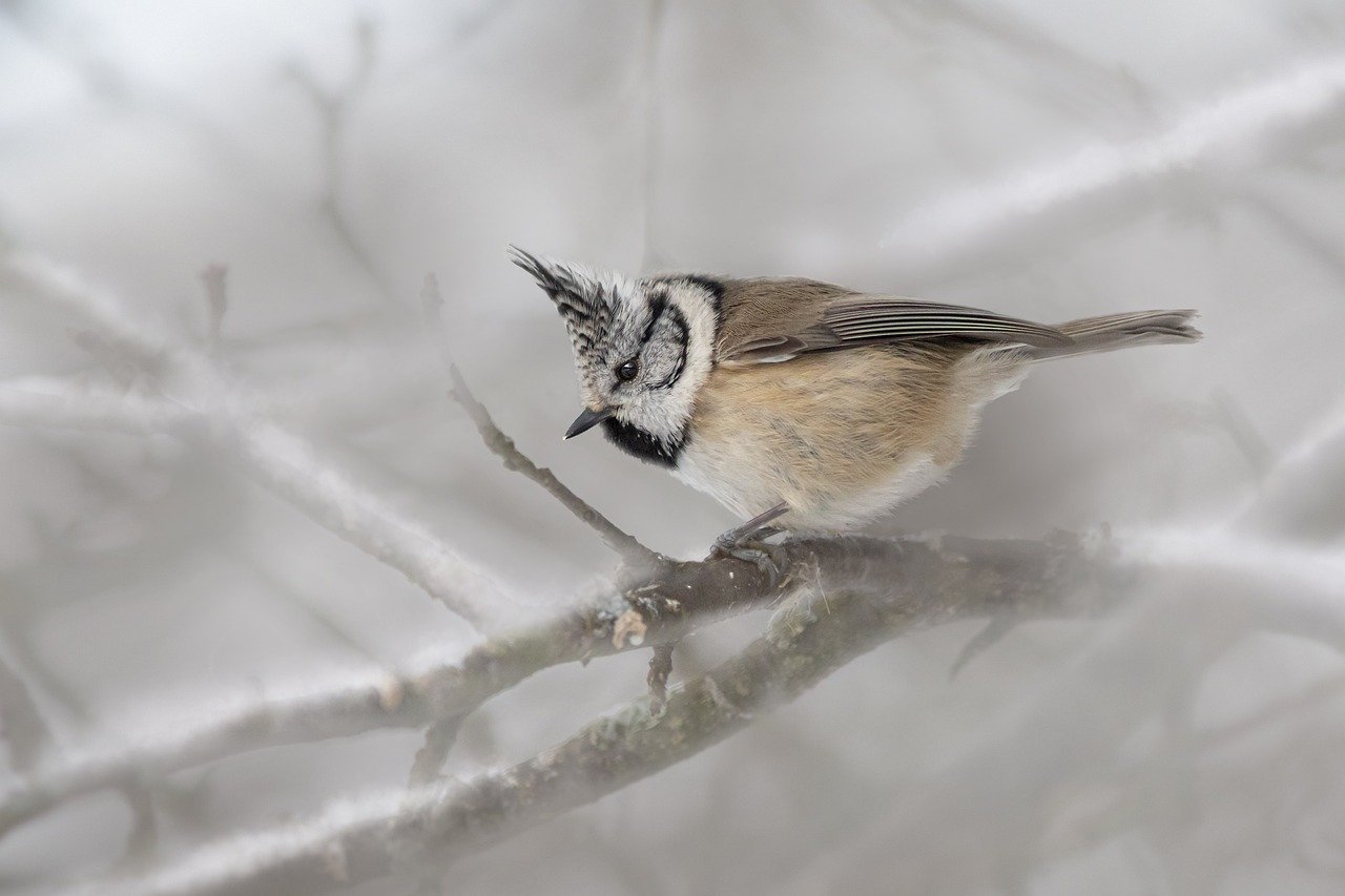 European crested tit (Lophophanes cristatus)