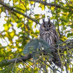 Long-eared owl (Asio otus)