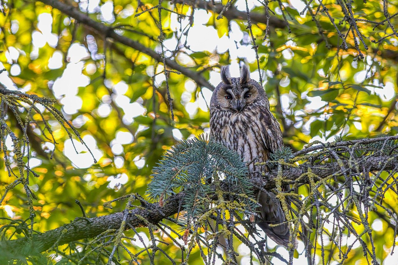 Long-eared owl (Asio otus)