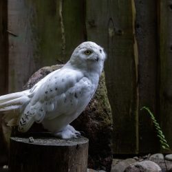 Snowy owl (Bubo scandiacus)