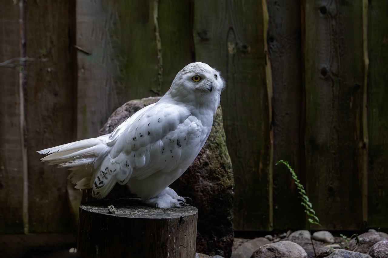 Snowy owl (Bubo scandiacus)