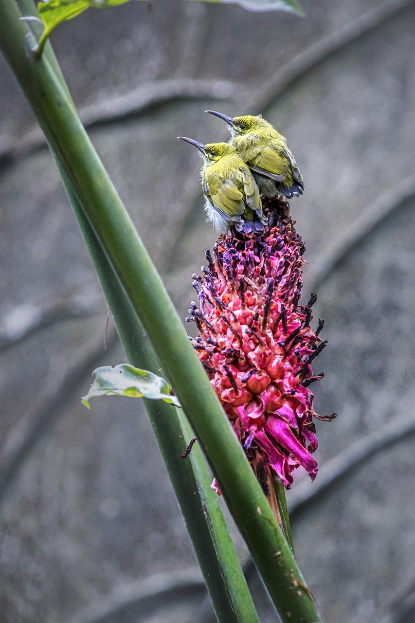 Grey-breasted Spiderhunter (Arachnothera modesta)