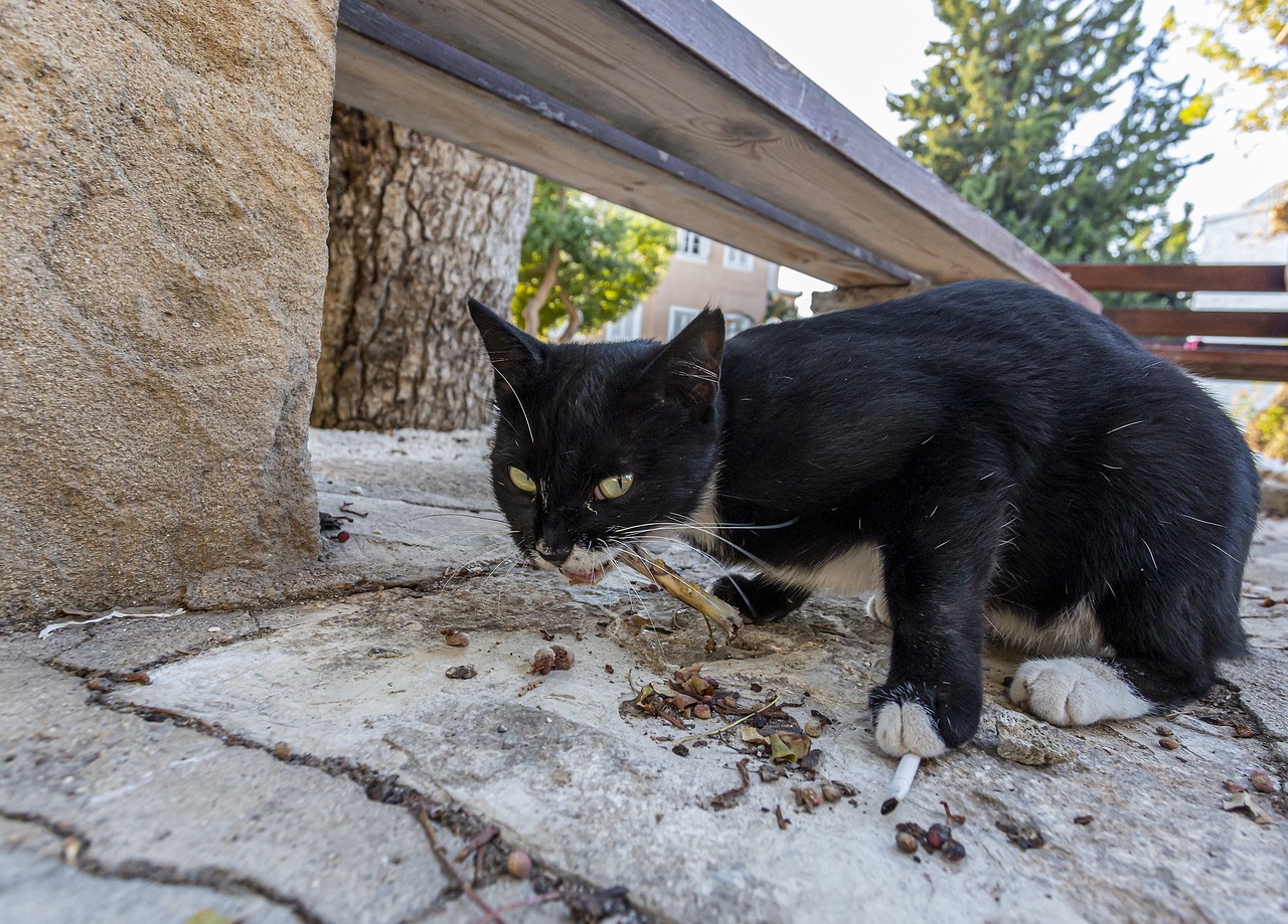 Cyprus Street Cat