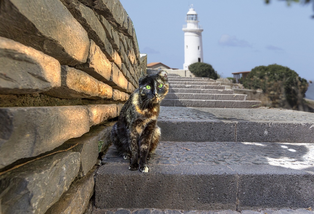 Madeira Street Cat