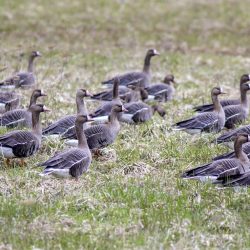 Greater White-fronted Goose (Anser albifrons)