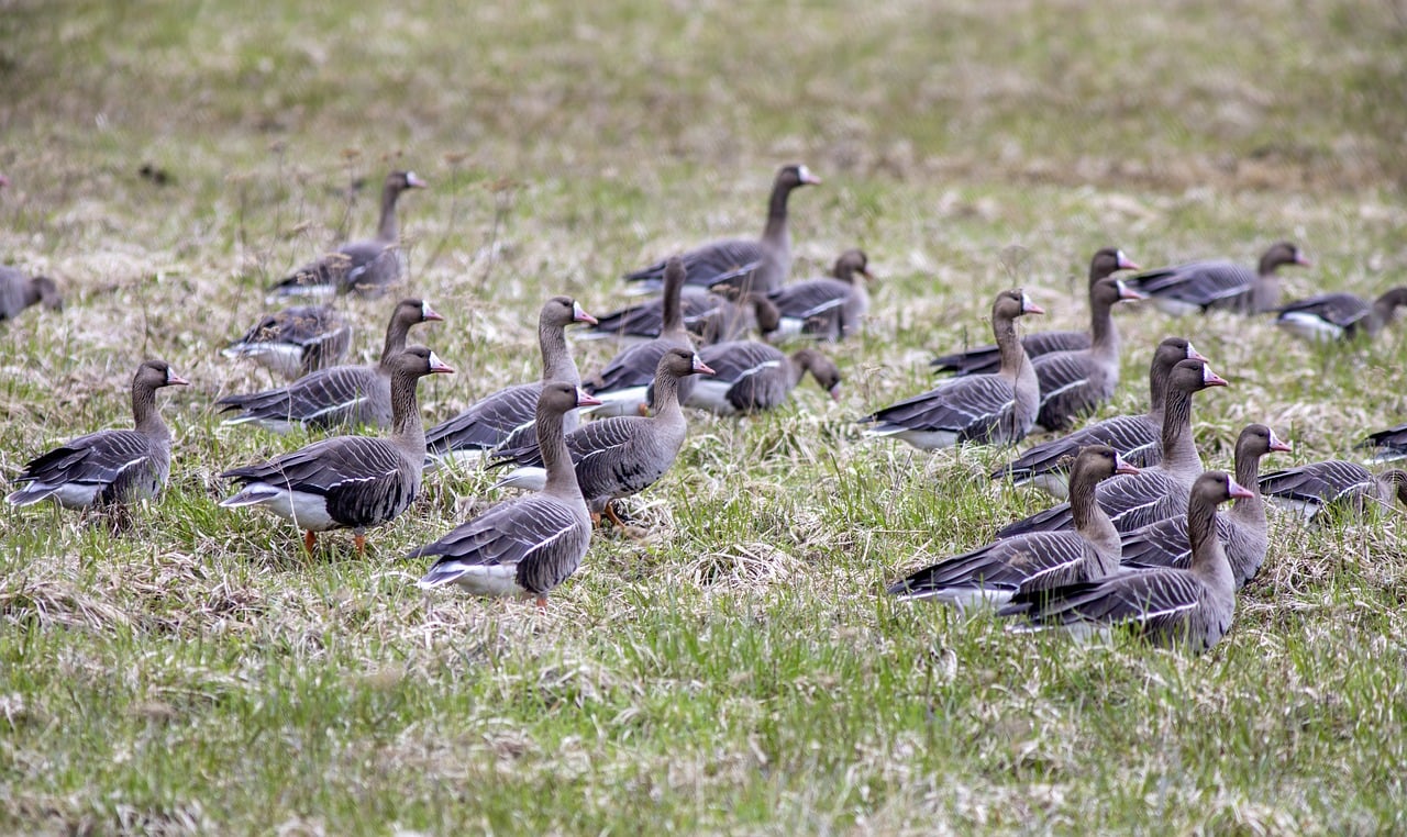 Greater White-fronted Goose (Anser albifrons)