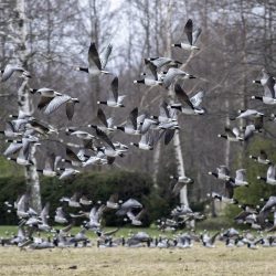 Greater White-fronted Goose (Anser albifrons)