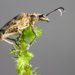 Black-spotted longhorn beetle (Rhagium mordax)