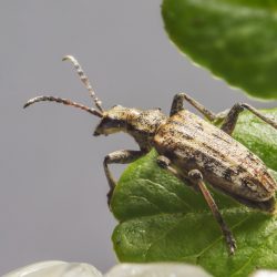 Black-spotted longhorn beetle (Rhagium mordax)
