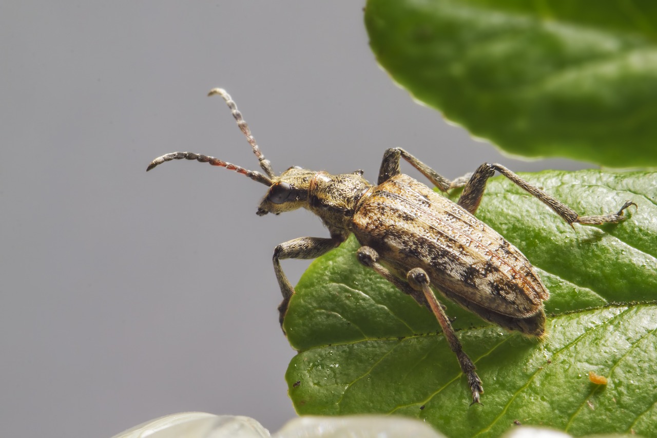 Black-spotted longhorn beetle (Rhagium mordax)