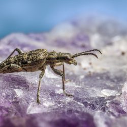 Black-spotted longhorn beetle (Rhagium mordax)