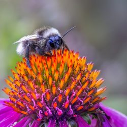 White-tailed bumble bee (Bombus lucorum)