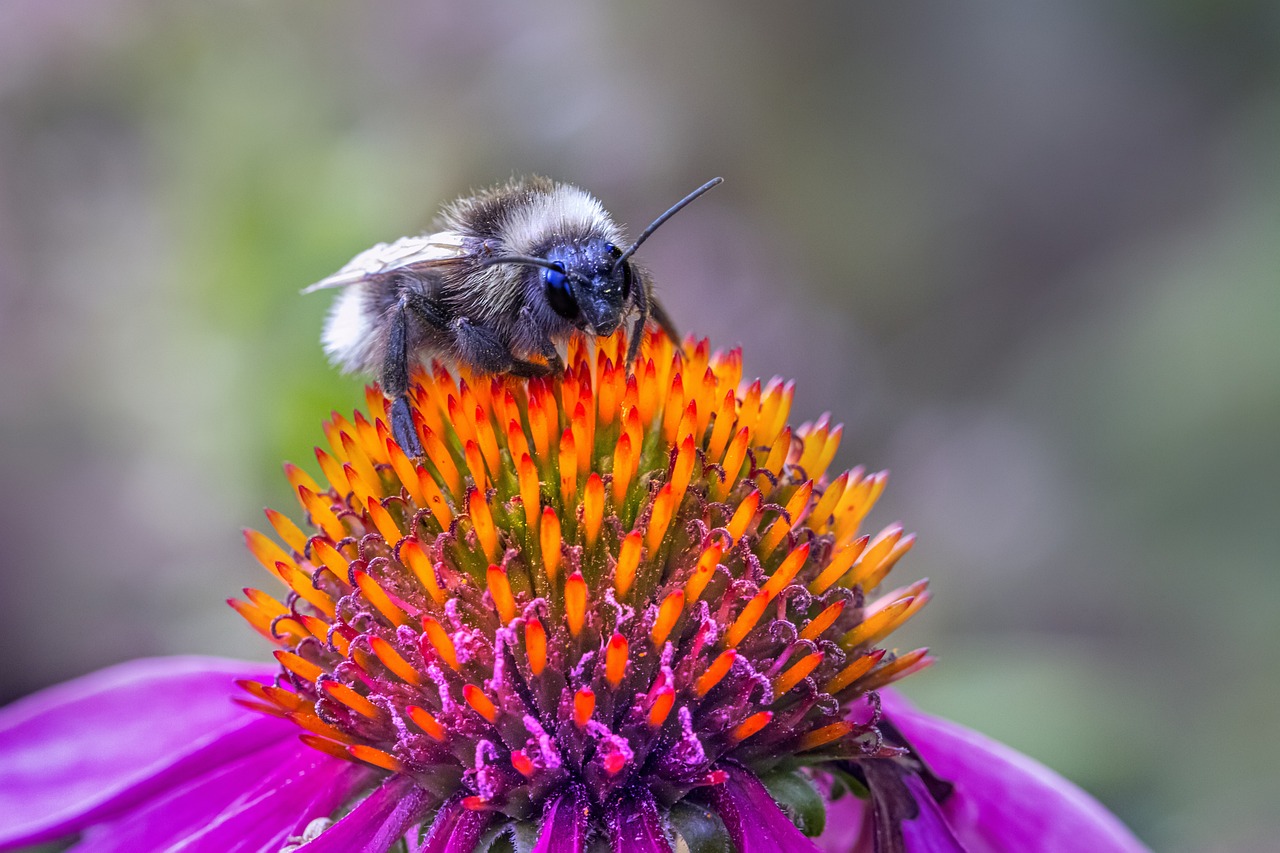 White-tailed bumble bee (Bombus lucorum)