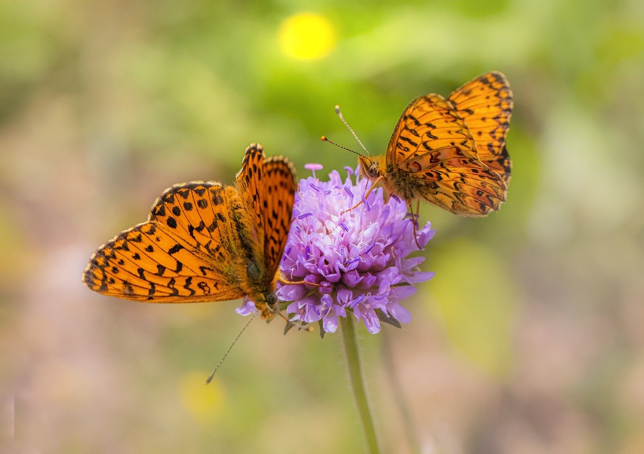  Lesser marbled fritillary (Brenthis ino)