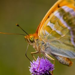 Silver-washed Fritillary (Argynnis paphia)