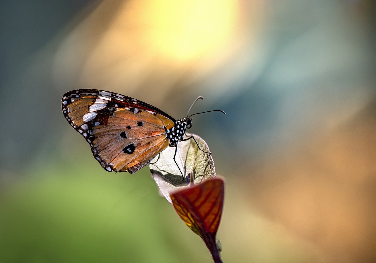 Plain tiger (Danaus chrysippus)