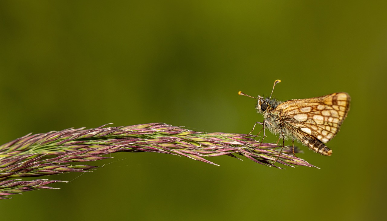 Chequered skipper (Carterocephalus palaemon)