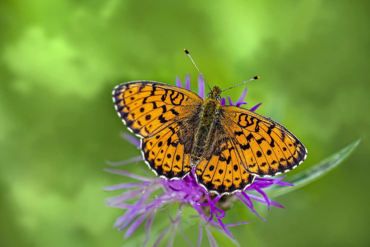  Lesser marbled fritillary (Brenthis ino)