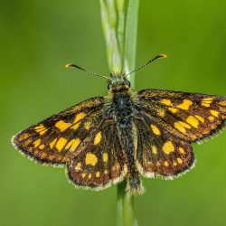 Chequered skipper (Carterocephalus palaemon)