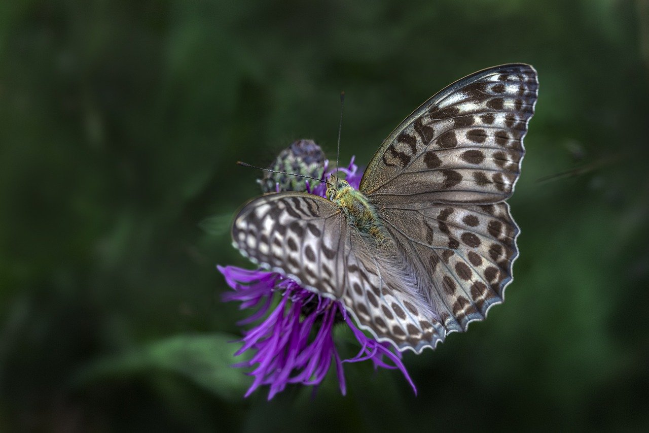 Silver-washed Fritillary (Argynnis paphia)