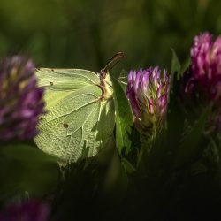 Common Brimstone (Gonepteryx rhamni)