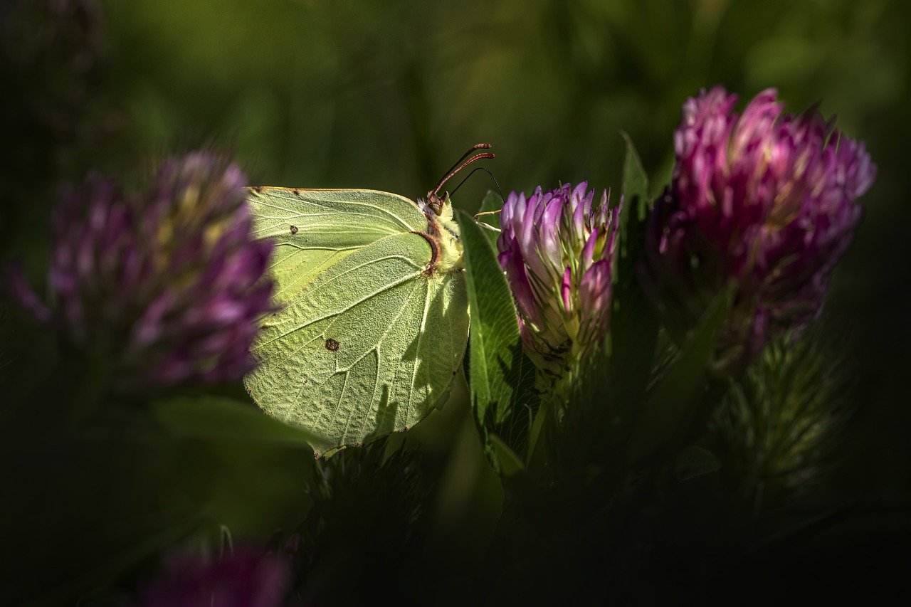 Common Brimstone (Gonepteryx rhamni)