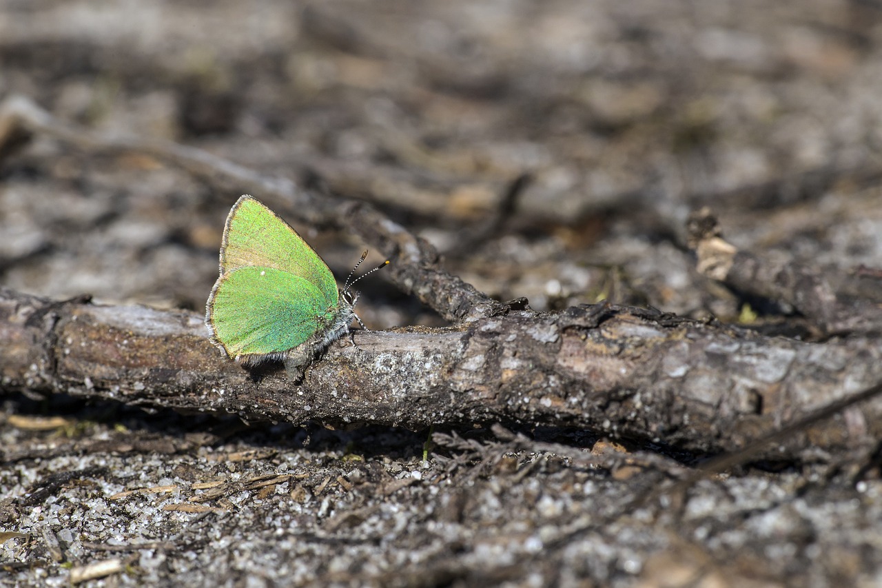 Green Hairstreak (Callophrys rubi)