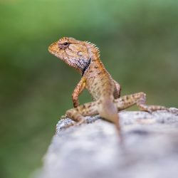 Oriental garden lizard (Calotes vesicolor)