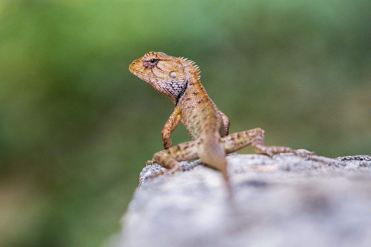 Oriental garden lizard (Calotes vesicolor)